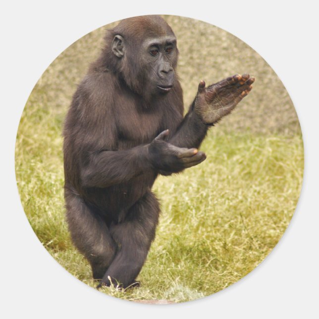 Adesivo Redondo Chimpanzé Sticker (Frente)
