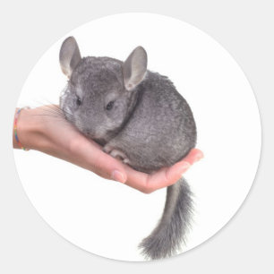 Adesivo Redondo chinchilla