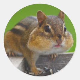 Adesivo Redondo chipmunk