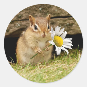 Adesivo Redondo Chipmunk adorável do bebê com margarida