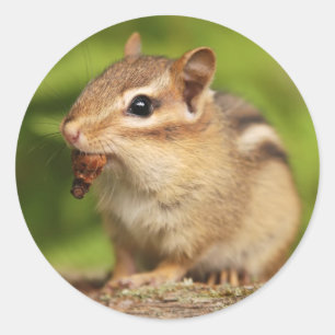 Adesivo Redondo Chipmunk adorável do bebê com petisco