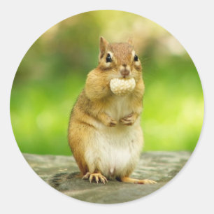 Adesivo Redondo Chipmunk com deleite