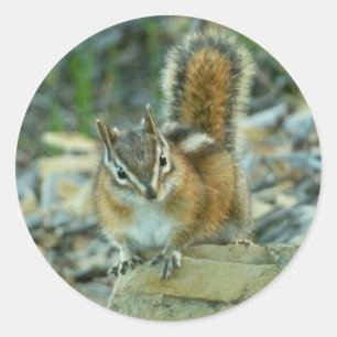 Adesivo Redondo Chipmunk no Parque Nacional Glacier I
