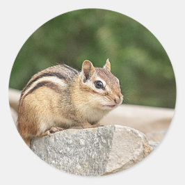 Adesivo Redondo Chipmunk numa pedra
