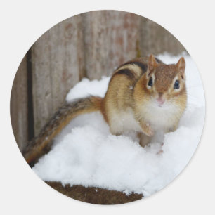 Adesivo Redondo Chipmunk pequeno bonito na neve