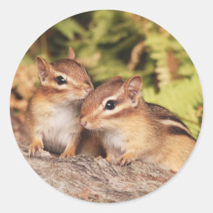 Adesivo Redondo Chipmunks do bebê dos melhores amigos