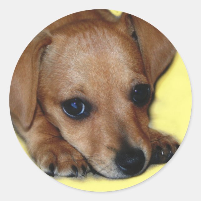 Adesivo Redondo Chiweenie Sticker (Frente)