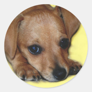 Adesivo Redondo Chiweenie Sticker
