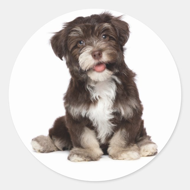Adesivo Redondo Chocolate Brown & White Havanese Puppy Dog Sticker (Frente)