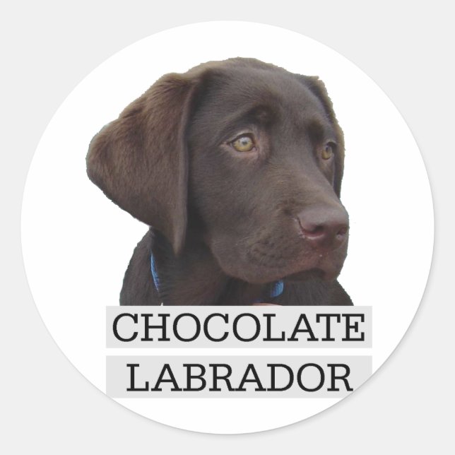 Adesivo Redondo Chocolate Labrador design único! (Frente)