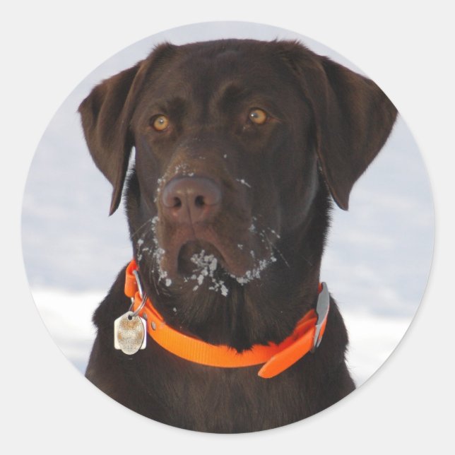 Adesivo Redondo Chocolate Labrador Sticker (Frente)