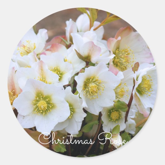 Adesivo Redondo Christmas Rose [Round Seal] (Frente)