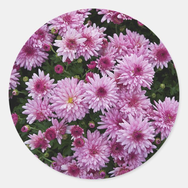 Adesivo Redondo Chrysanthemum X Morifolium Flowers (Frente)