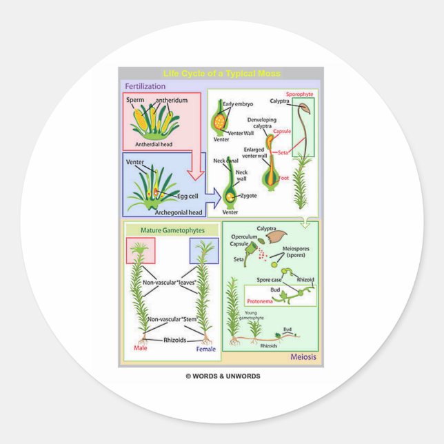 Adesivo Redondo Ciclo De Vida De Um Moss Típico (Bryophyte) (Frente)