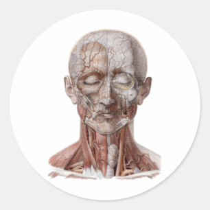 Adesivo Redondo Ciência de Anatomia Humana Vintage, Cabeça Gargant
