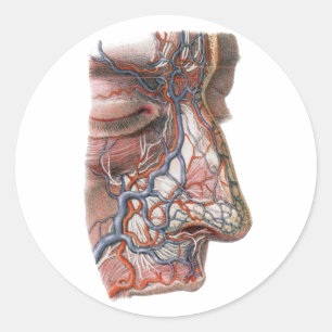 Adesivo Redondo Ciência Vintage Anatomia Humana, Rosto com Nariz