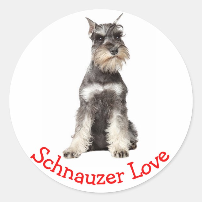 Adesivo Redondo Cinza de amor Schnauzer Puppy Dog Sticker (Frente)