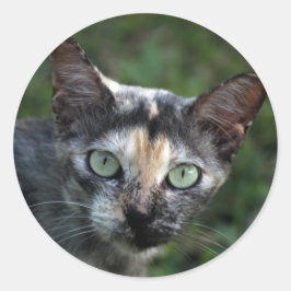 Adesivo Redondo Cinza de Gato Branco Castanho com Olhos Verdes