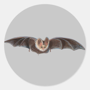 Adesivo Redondo Cinza de Ilustração Bat Pipistrellus pipistrellus