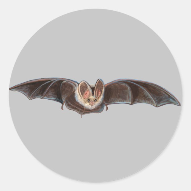 Adesivo Redondo Cinza de Ilustração Bat Pipistrellus pipistrellus (Frente)