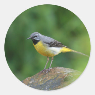 Adesivo Redondo Cinza Wagtail - pássaro