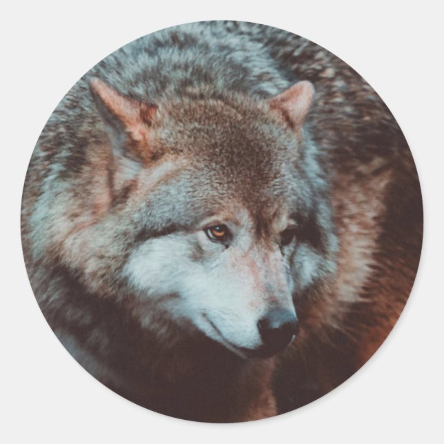Adesivo Redondo Cinza Wolf olhando na floresta (Frente)