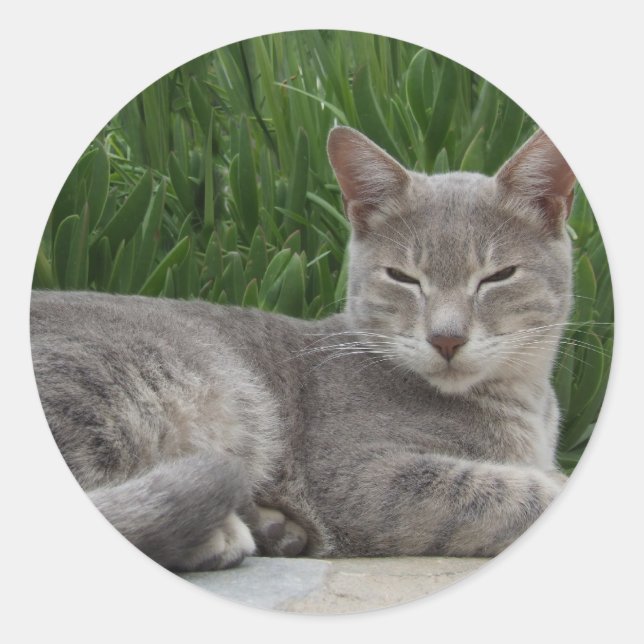 Adesivo Redondo Cinzas de Gato (Frente)