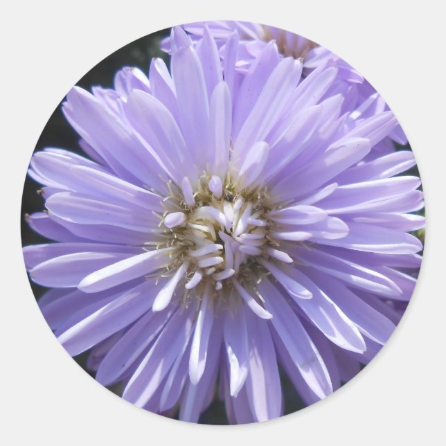 Adesivo Redondo Cireno (Frente)