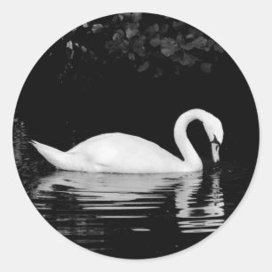 Adesivo Redondo Cisne, parque de Roath, Cardiff.