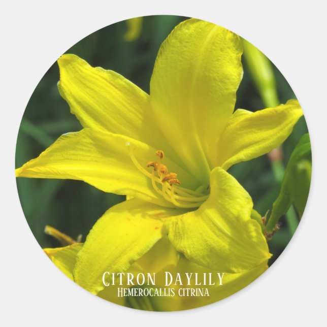 Adesivo Redondo Citron Daylily [Selo Redondo] (Frente)