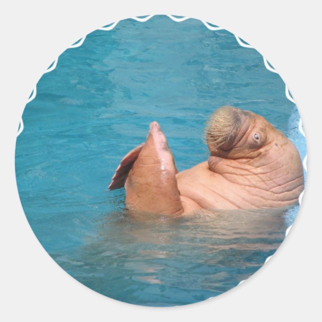 Adesivo Redondo Clapping Walrus Stickers (Frente)
