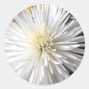 Adesivo Redondo Claricia