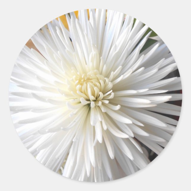 Adesivo Redondo Claricia (Frente)