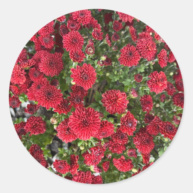 Adesivo redondo clássico (Frente)