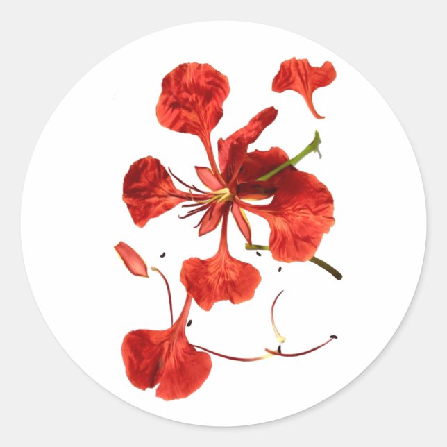 Adesivo Redondo Clássico Round Sticker Royal Poinciana (Frente)