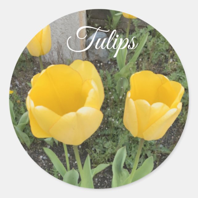 Adesivo Redondo Clássico Tulipas Amarelas (Frente)