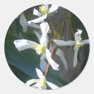 Adesivo Redondo Clematis Armandii Blossom Stick