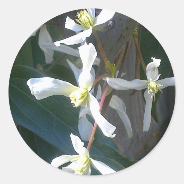 Adesivo Redondo Clematis Armandii Blossom Sticker (Frente)
