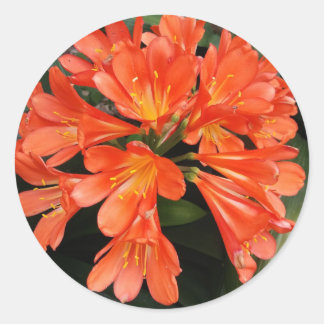 Adesivo Redondo Clivia Miniata - A Linda Flor Laranja