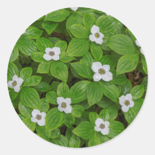 Adesivo Redondo Close-up de bunchberry com flores brancas