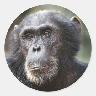 Adesivo Redondo Close-up de chimpanzé macho