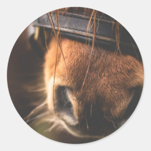 Adesivo Redondo Close up de um nariz bonito do cavalo de Brown