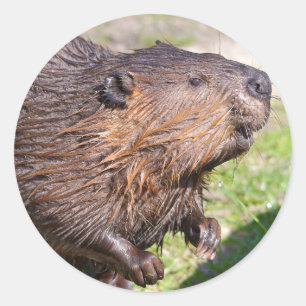 Adesivo Redondo Closeup North American Beaver (Castor canadensis)