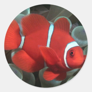 Adesivo Redondo Clownfish