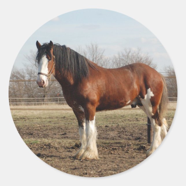 Adesivo Redondo clydesdale (Frente)