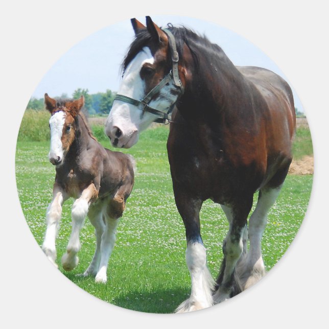 Adesivo Redondo Clydesdale e Filly (Frente)