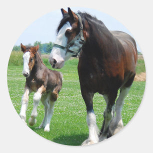 Adesivo Redondo Clydesdale e potro