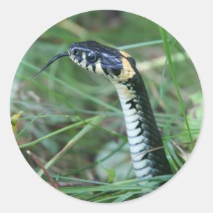 Adesivo Redondo Cobra