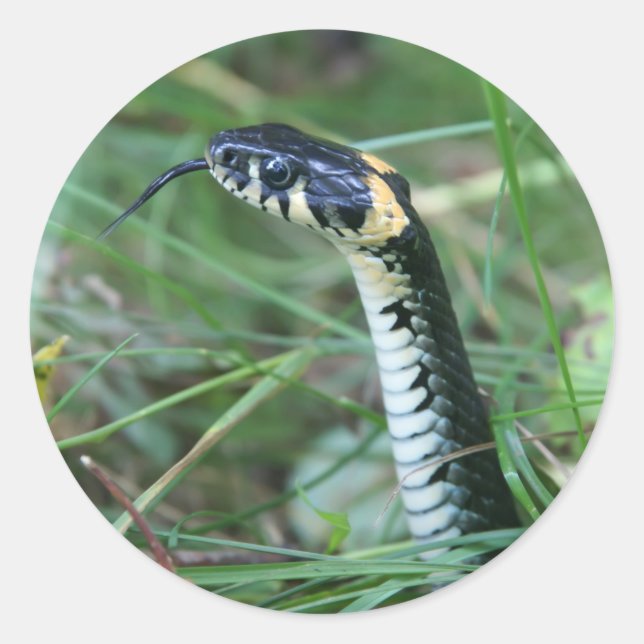 Adesivo Redondo Cobra (Frente)