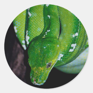 Adesivo Redondo Cobra